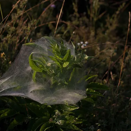 펜션 Grand Balaton House Kovagoors