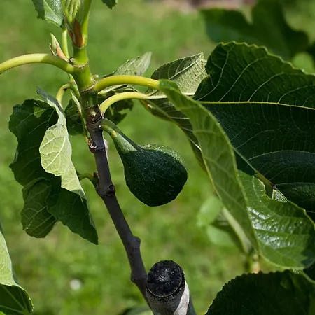 Grand Balaton House Ferienhaus *