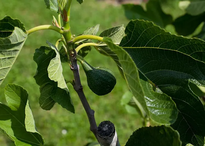 Grand Balaton House 別荘 *